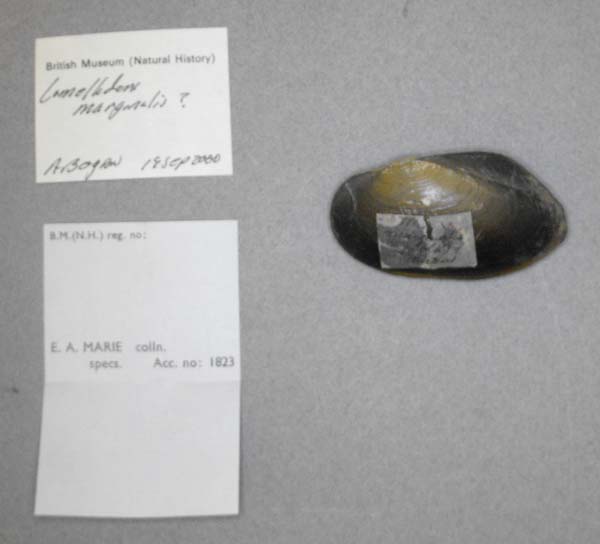 specimen