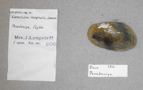 specimen