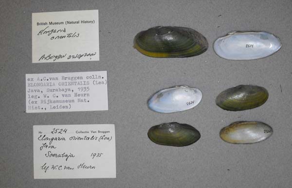 specimen