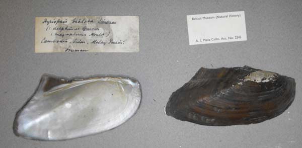 specimen