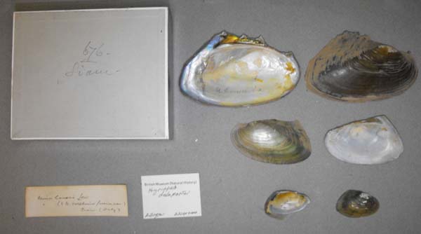 specimen