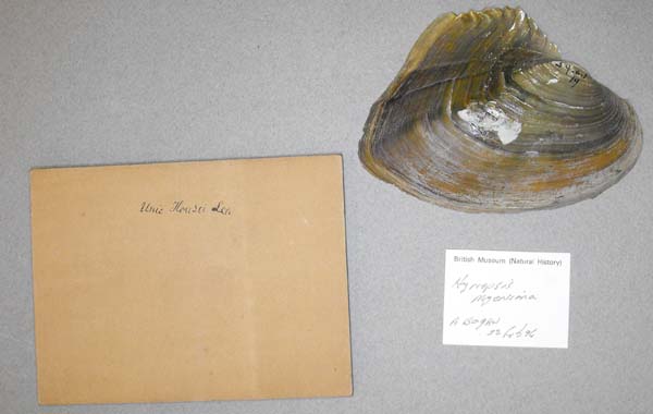 specimen
