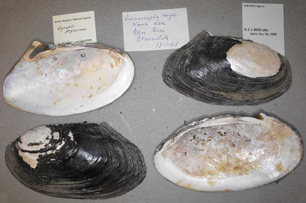 specimen
