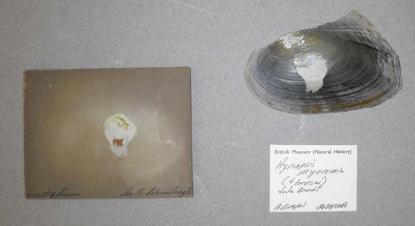 specimen