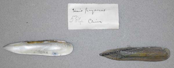 specimen
