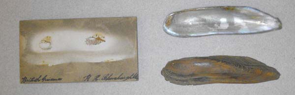 specimen
