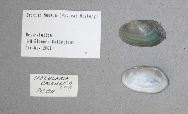 specimen