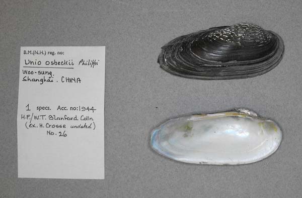 specimen