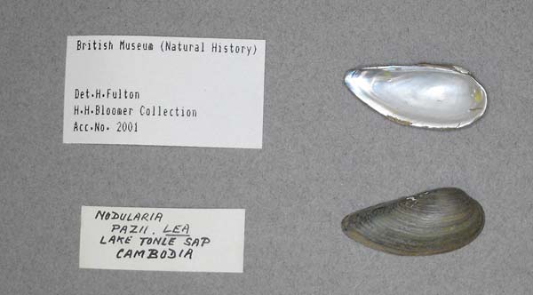 specimen