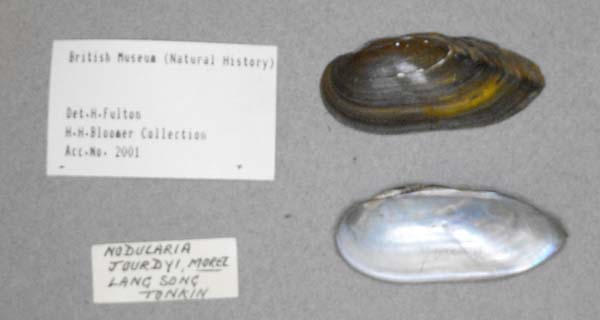 specimen