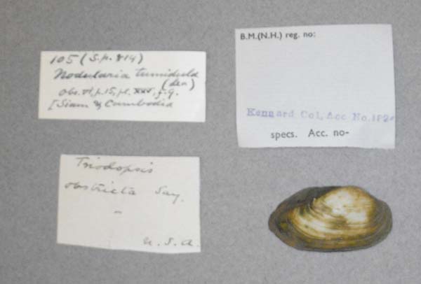 specimen