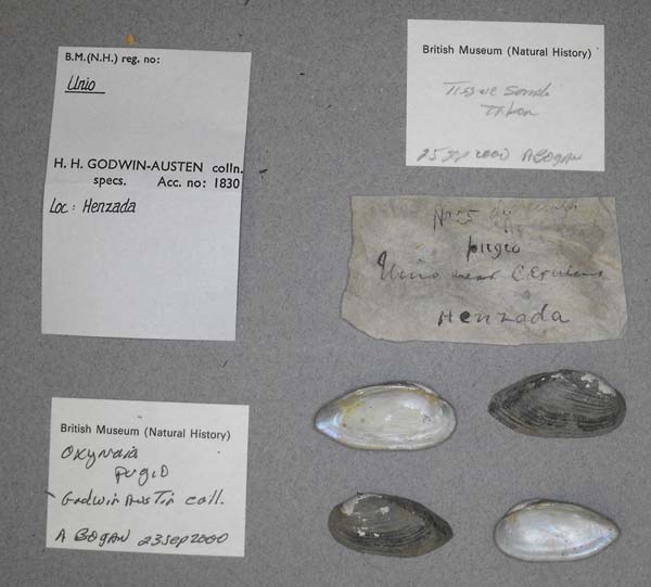 specimen
