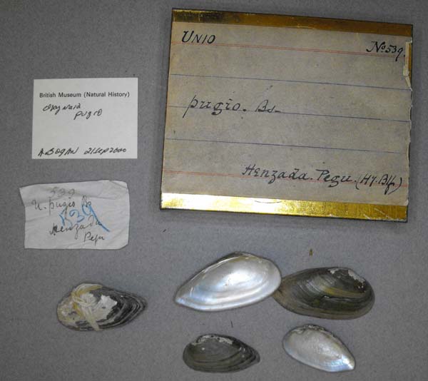 specimen