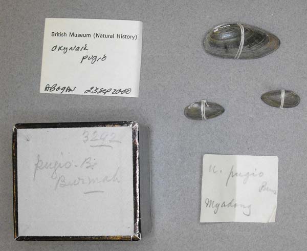 specimen