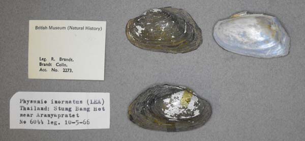 specimen