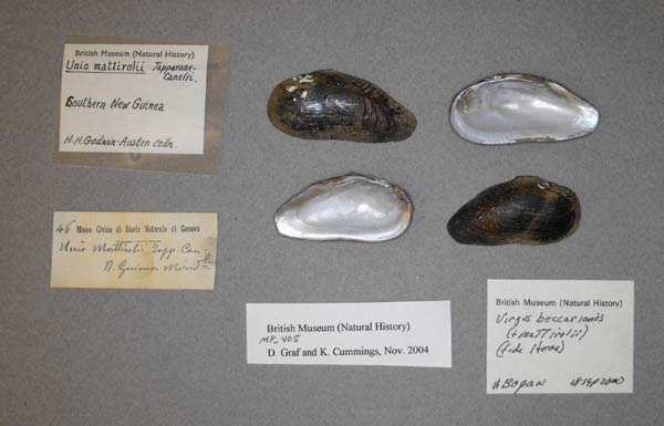 specimen