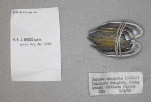 specimen