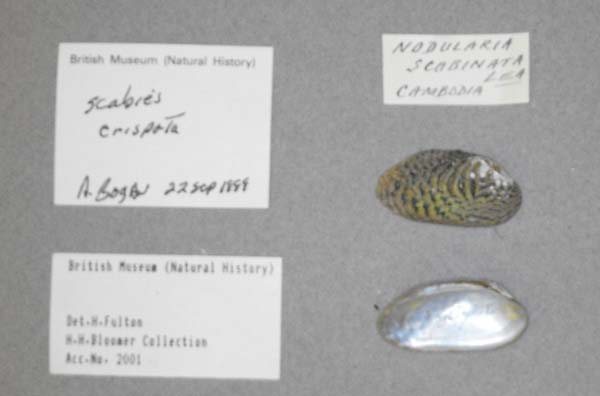 specimen