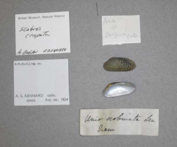 specimen