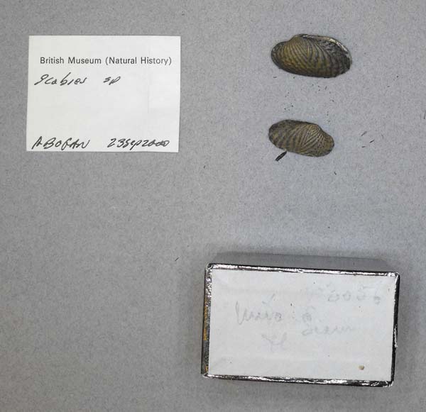 specimen