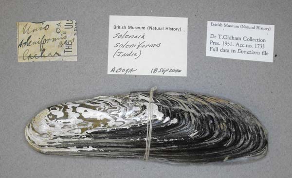 specimen