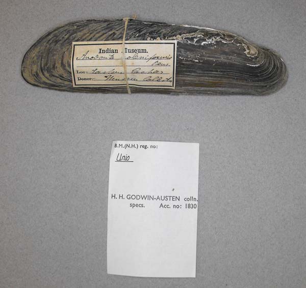 specimen