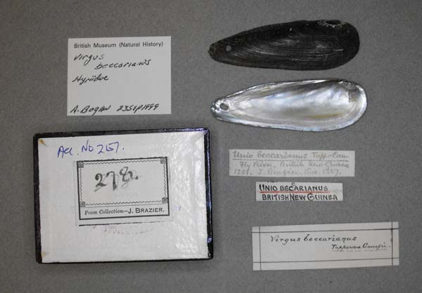 specimen