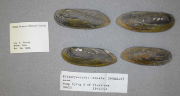specimen