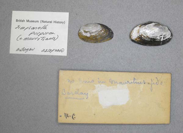 specimen