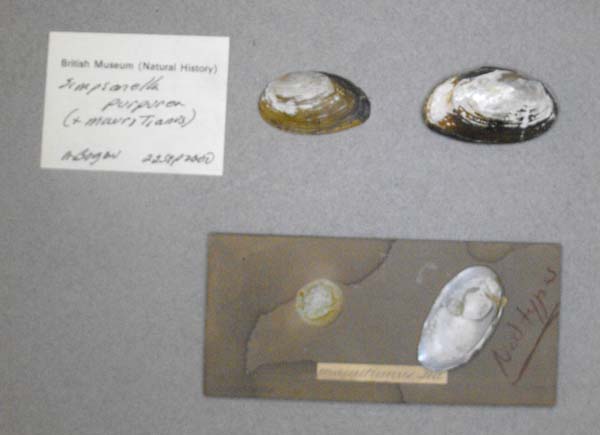 specimen