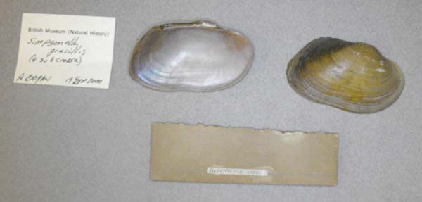 specimen
