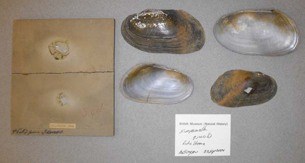 specimen
