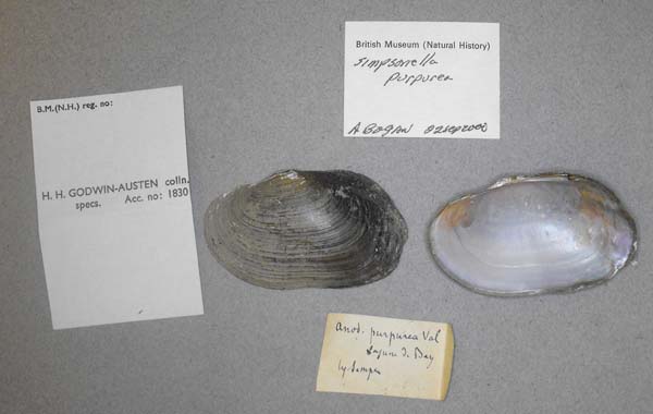 specimen
