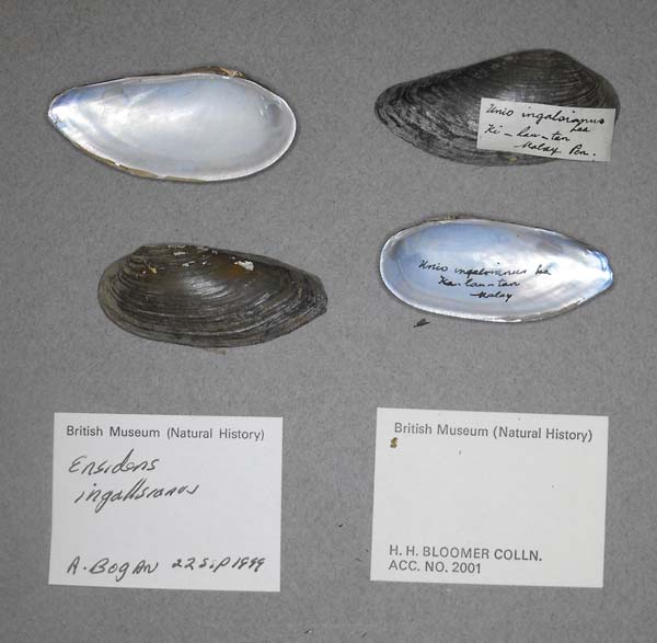 specimen