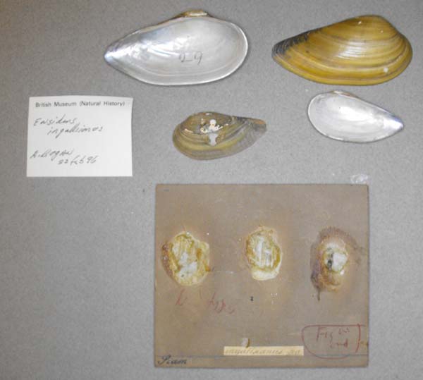specimen
