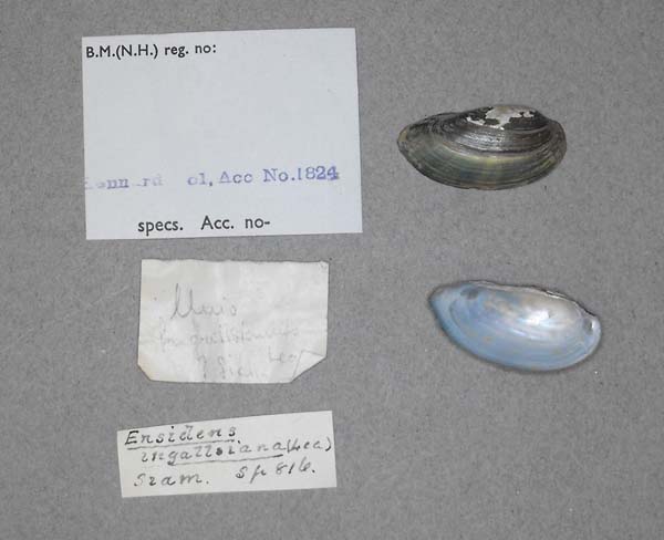specimen