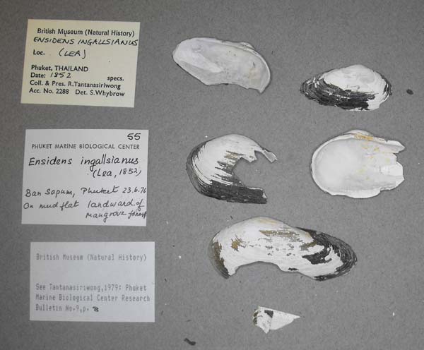 specimen