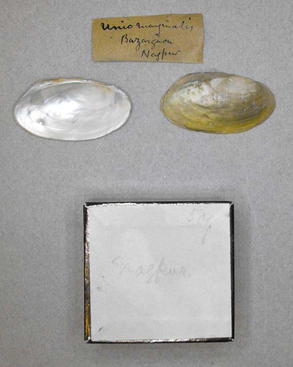 specimen