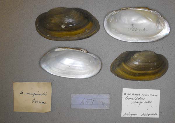 specimen