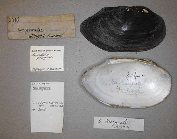specimen