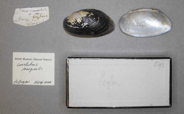 specimen
