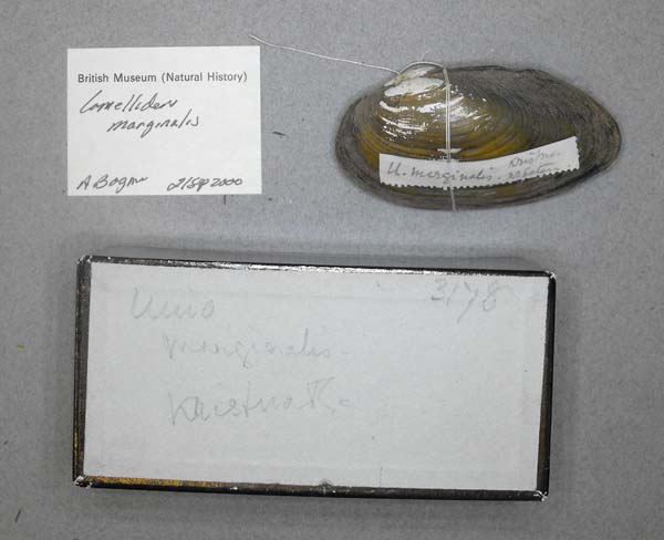 specimen