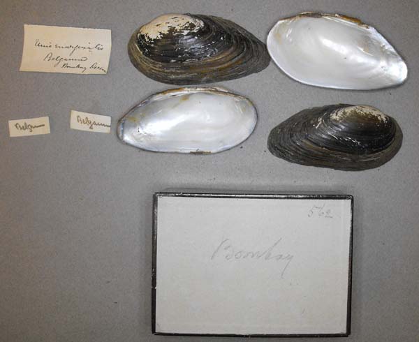 specimen