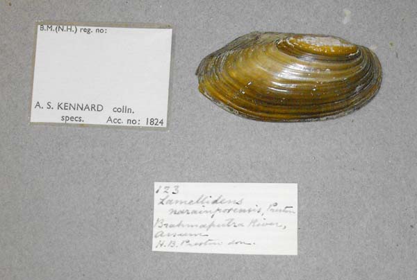 specimen