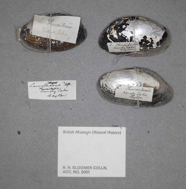 specimen