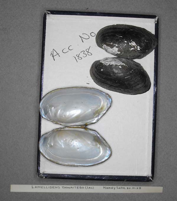 specimen