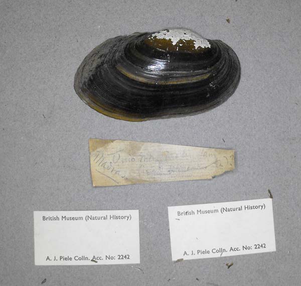 specimen