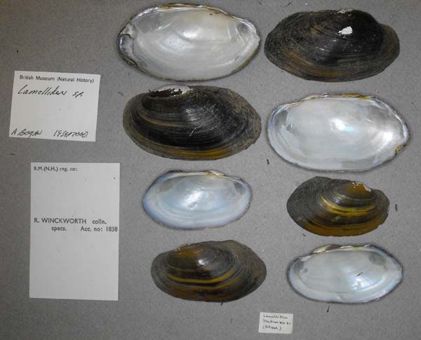 specimen