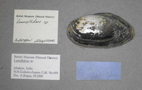 specimen