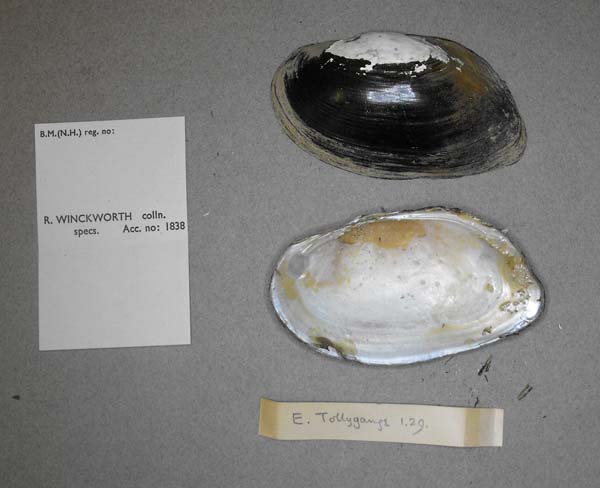 specimen
